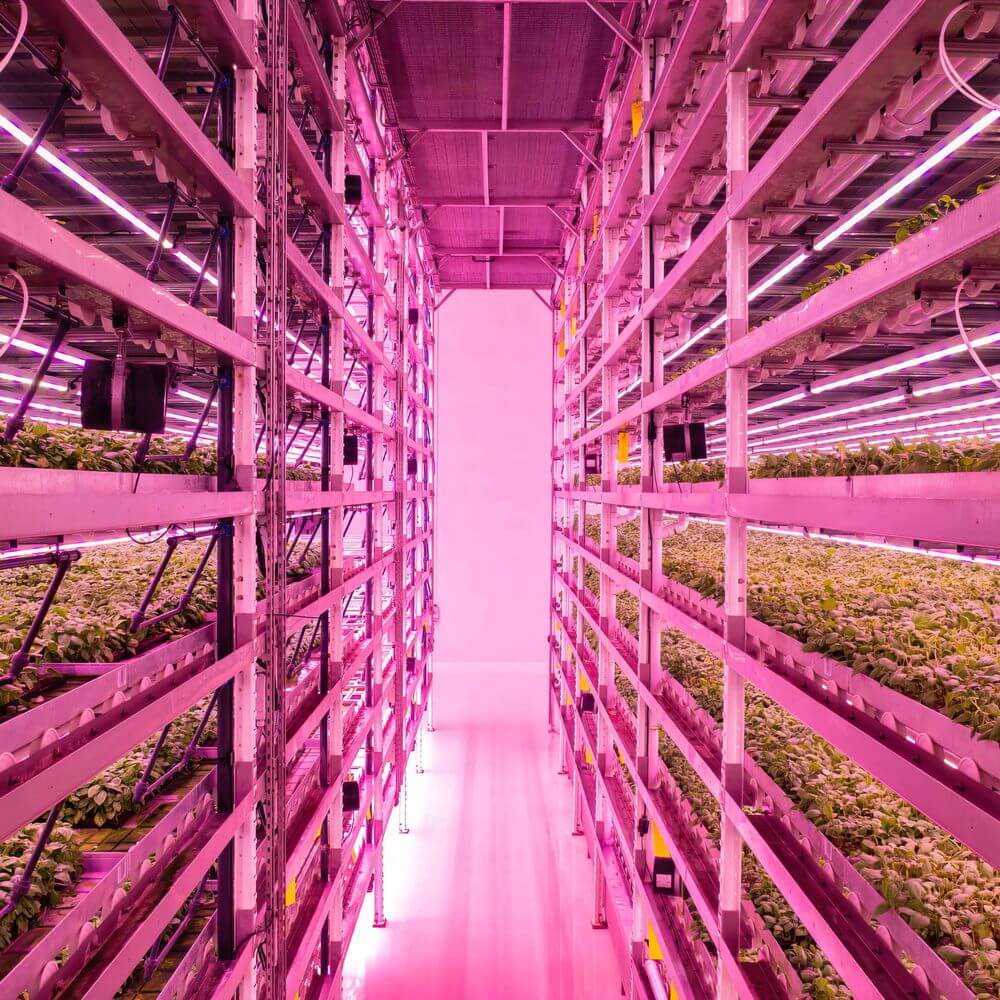 Indoor vertical farm with pink LED grow lights illuminating rows of leafy greens in stacked growing trays.